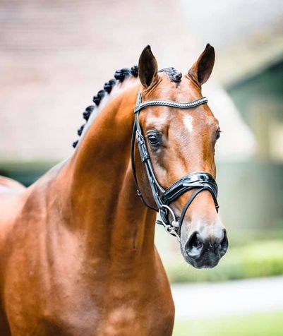 Subli Competitie Assen: De rubriek voor vierjarigen werd gewonnen door Floor Vos met RVS Glamourboy (v.Glamourdale).